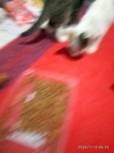 Мышыктар: Котята - Милые домашние котята разной окраски: черно-белые «смокинги» — 4