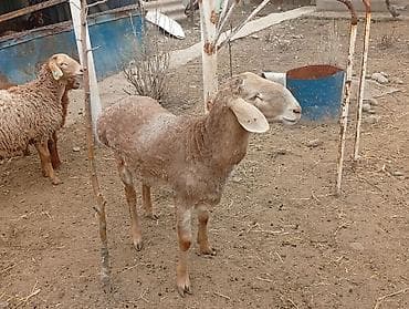 ара: Сатам | Кочкор (эркек) | Арашан | Көбөйтүү үчүн | Жасалма жол менен боозутуу — 7