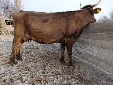 Собаки: Продаю | Корова (самка) | Швицкая | Для молока | Стельные — 9