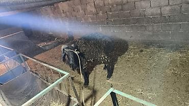 самый лучший сильный умный собака: Продаю | Баран (самец) | Для разведения | Осеменитель — 2