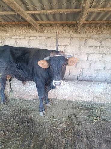 продам домик для кошки: Продаю | Бык (самец) | На откорм | Привязанные — 12