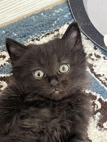 кошки маин кун: Беспородная, 1 месяц, Мальчик, Приучена к лотку — 4