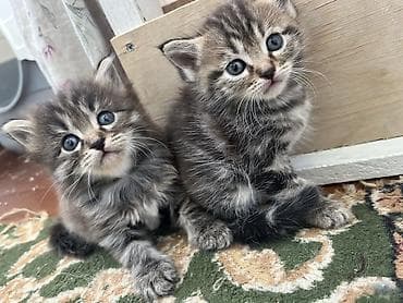 Мышыктар сатылат: Пушистые котята 2 девочки и один мальчик отдадим даром в хорошие руки — 4