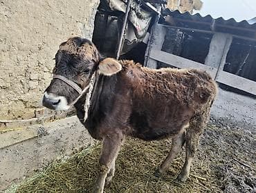 карпова с теленком: Продаю | Музоо, торпок | Полукровка | На откорм | Привязанные — 6