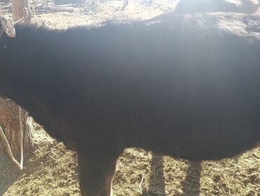 где можно купить собаку хаски: Молодая черная телка/нетель мясо‑молочного типа. Характеристики по — 2