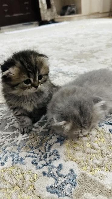 котенок белый купить: Скотиш Фолд ( вислоухий) 
цвет;мраморный
 2 месяцев 
Г.Ош девочка — 2