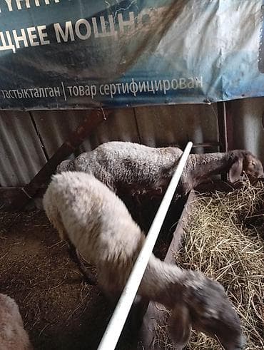 Үй жаныбарлары: Сатам | Ургаачы кой (ургаачы) | Көбөйтүү үчүн | Ургаачы — 3