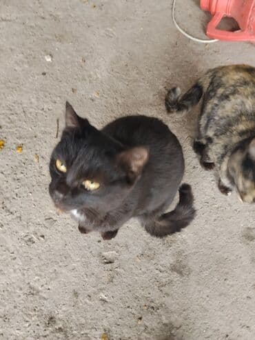 вислоухие котята даром: Кошки – домашние любимцы, готовы к переезду в новую семью. - Окрас — 3