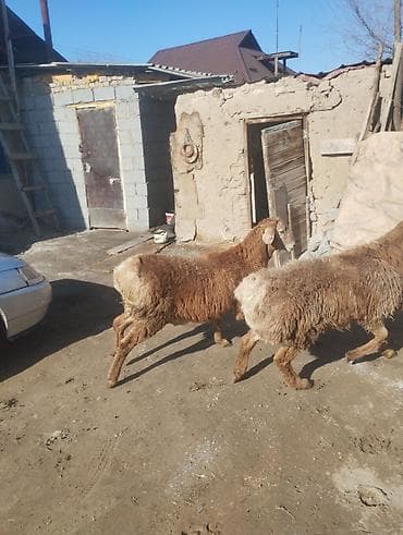 кой сойгуч: Продаю | Баран (самец) | Арашан | Для разведения | Племенные — 6