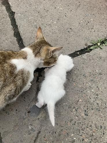 отдам бесплатно котенка: Белоснежный котёнок с голубыми глазами. Описание: - Окрас: чисто — 3