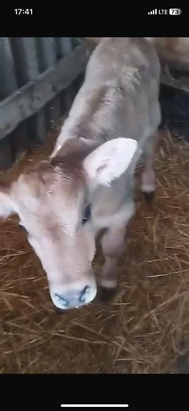 швиц бука: Продаю | Тёлка | Швицкая | Для молока | Племенные — 3