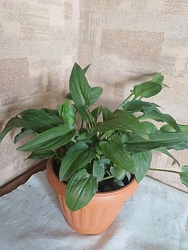 цветы замиокулькас: Комнатные растения в горшках 1) Зелёное декоративно-лиственное — 3