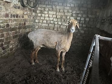 продаю баран сокулук: Сатам | Ургаачы кой (ургаачы), Козу | Арашан, Гиссар | Көбөйтүү үчүн, Жүн үчүн, Союуга | Козулаган, Токту, Ургаачы — 2
