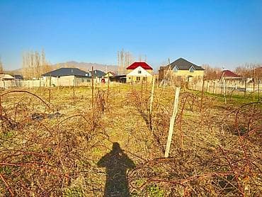 султан чай где производят: Продаются саженцы ежемалины 🌿 Здоровые, крепкие растения. Хорошо — 2