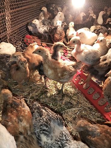 Продаю цыплят,возраст 1,5 мес,полностью здоровы,привиты по