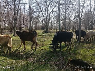 Уйлар, букалар: Сатам | Кунаажын | Аргын | Бордоп семиртүү үчүн — 10