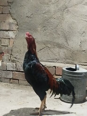 цесарка цена бишкек: Продоётся бойцовый докан одноглазый нету правого глазапо прозвище — 2