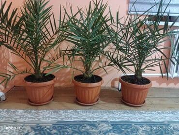 Продам финики пятилетки
каждый по 4000сомов
есть 5шт