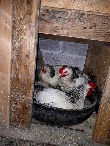 жугон орум: Продаю | Куры | Несушки — 1