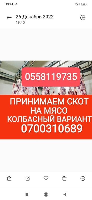 тюк пресс: Куплю | Коровы, быки, Лошади, кони | Круглосуточно, Любое состояние, Забитый — 1