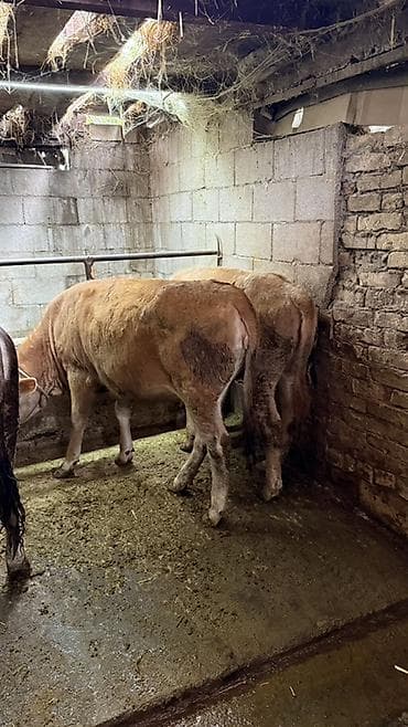 кассавый ящик: Продаю | Тёлка | На откорм | Племенные — 5