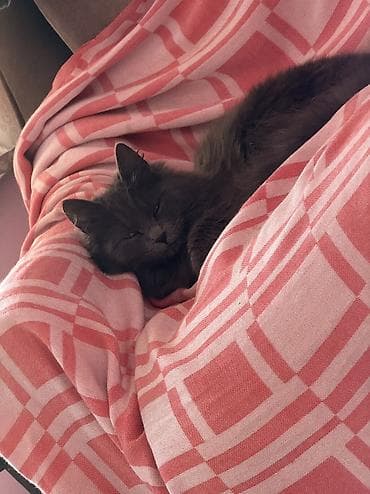 птицы бишкека: Пухнастая домашняя кошка серого (дымчатого) окраса. - Длинная — 6