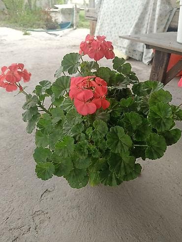 купить гибискус комнатный: Пеларгония зональная (герань) в горшке - Компактный — 4