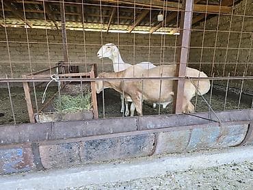 американская короткошерстная кошка купить: Продаю | Баран (самец) | Арашан | Для разведения | Осеменитель — 4