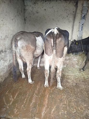 сом рыба: Продаю | Корова (самка) | Полукровка | На откорм | Привязанные — 3