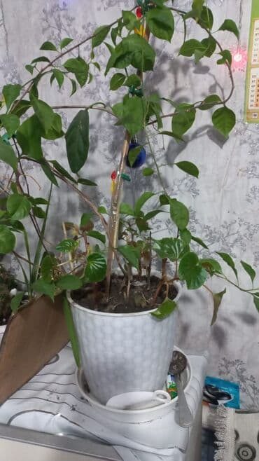 Бугенвилия