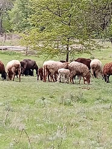 бараны мириносы: Продаю | Овца (самка) | Полукровка | Для разведения | Матка — 3