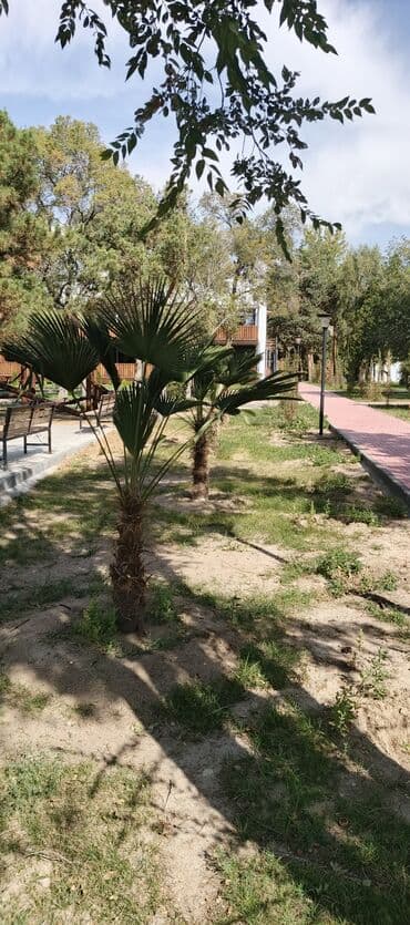 продажа рассады: Көчөттөр гүлдүн — 16