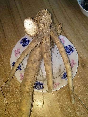 Продаю корень хрена, свежий. Выкапываю на заказ