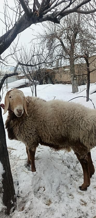 пирес чоп: Продаю | Баран (самец) | Арашан | Для разведения — 2