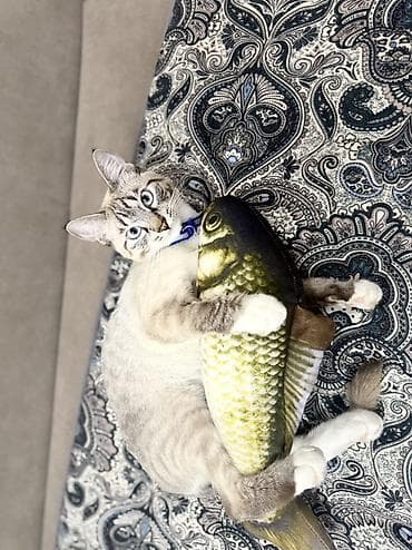 Кемирүүчүлөр: Мышык бекер берилет: Балинезия, 1 жаш, Эркек, Бычылган, Аргын, Лотокко барууга үйрөтүлгөн — 4