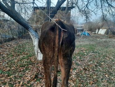 купить собаку вельш корги пемброк: Продаю | Тёлка | Полукровка | На откорм | Нетель — 7