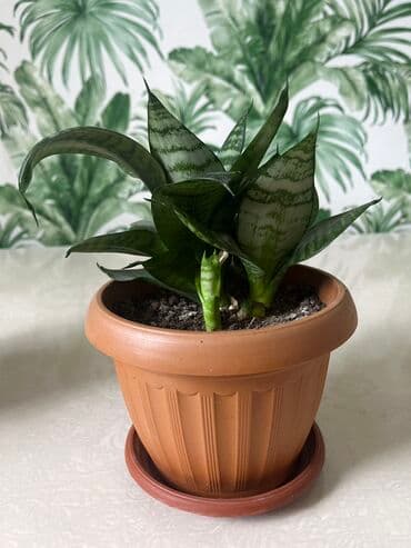 купить розмарин в бишкеке: ПродамСансевьера -комнатное растение
Можно договориться — 4