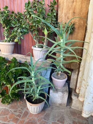 купить саженцы: Молочай от 700-1000 с в зависимости от размера — 5