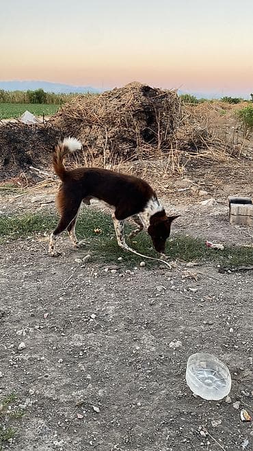 все породы терьеров: Порода Собак, Zerdava/Зердава ( ТУРЕЦКАЯ порода собак). Можете за — 5