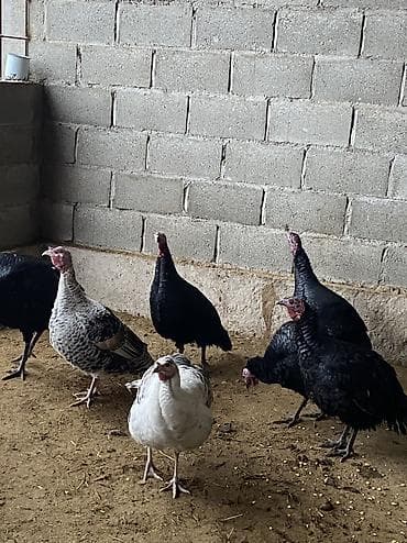 черепахи живые: Продаю | Индюк (самец), Индюшата | Полукровка, Черный принц | На забой, Для разведения | Племенные — 6