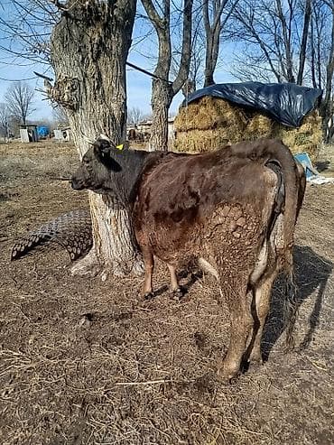 4 5мм: Сатам | Уй (ургаачы) | Алатоолук | Көбөйтүү үчүн, Сүт алуу үчүн — 1