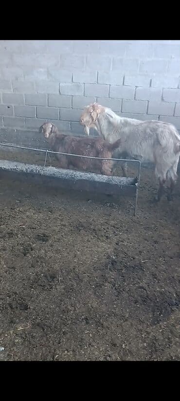 оптом эчки: Сатам | Эчки (ургаачы), Теке (эркек), Улак | Аргын, Битал | Союуга, Көбөйтүү үчүн, Сүт алуу үчүн | Бооз, Жасалма жол менен боозутуу — 5