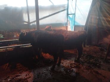 Кошки: Продаю | Бык (самец) — 2