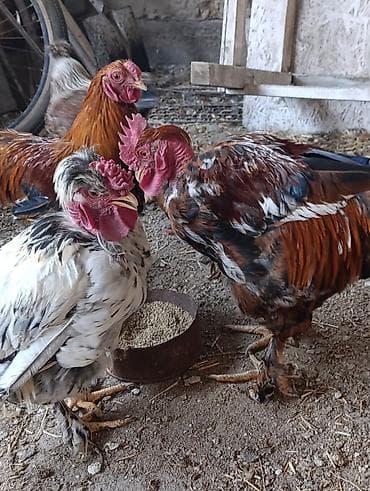 Другие животные: Продаю петушков 1 большой за 1500 сом те 3 молодые петушки по 1000 сом — 2