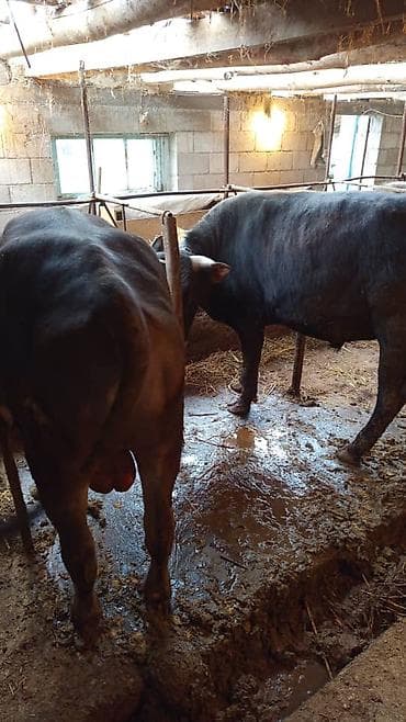 бишкек собака: Сатам | Бука (эркек) | Бордоп семиртүү үчүн — 3