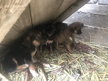 чёрная овчарка: Щенки от борзой (помесь). Описание: - На фото мама — стройная — 3