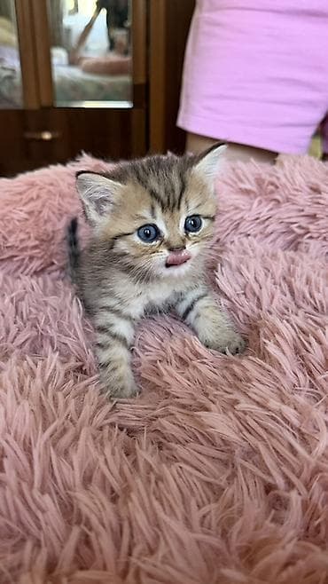 лысые котята: 🐾Открыта бронь на британских короткошерстных котят! 🐾 ❤️Оба родителя — 10