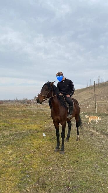 продажа собак в бишкеке: Продаю | Жеребец | Конный спорт — 2