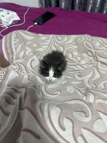племенные коровы: Хочу отдать котёнка в надёжные руки котёнку около полтора месяца — 5