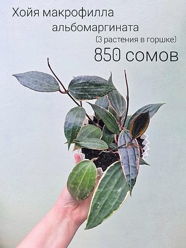 глоксиния гулу: Растения из личной коллекции. Рабочий городок. В наличии: - Хойя — 5